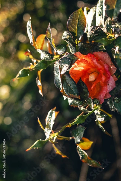Obraz red autumn leaves