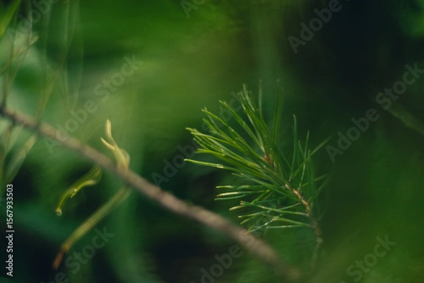 Obraz close up of pine needles