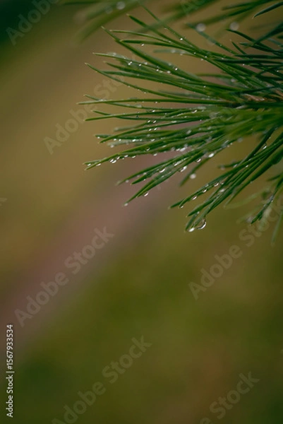 Obraz dew on the grass