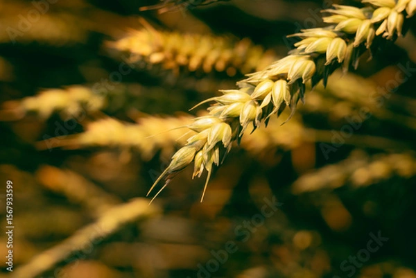 Obraz wheat and grass background