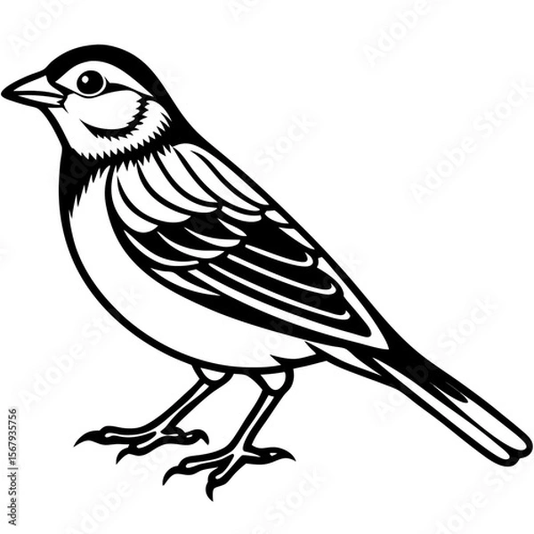 Obraz Yellowhammer Bird Sketch Vector Linework