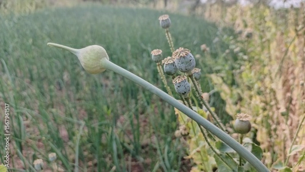 Fototapeta Serene Green Onion and Dried Poppy Seed Pods in a Field