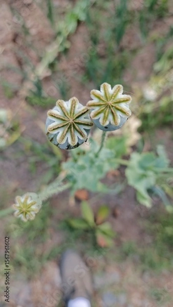 Fototapeta Close-up of two delicate, dried poppy seed heads; soft, muted tones; serene, natural mood.