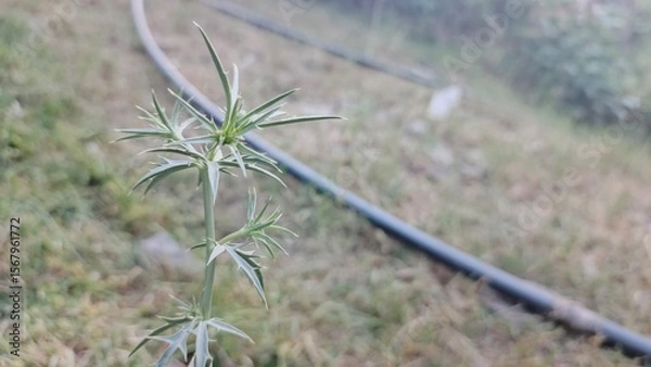Fototapeta Close-up of Thorny Green Plant, Serene Pastoral Setting, Soft Focus Background.