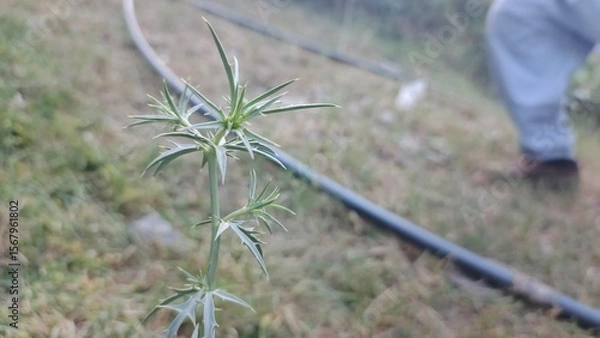 Fototapeta Close-up of a spiky green plant, soft focus background, natural outdoor setting, serene mood.