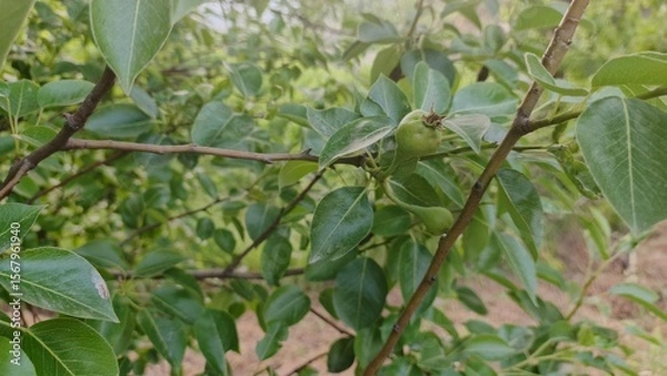Fototapeta Young Pear Fruit Growing on Lush Green Branch, Close-Up View