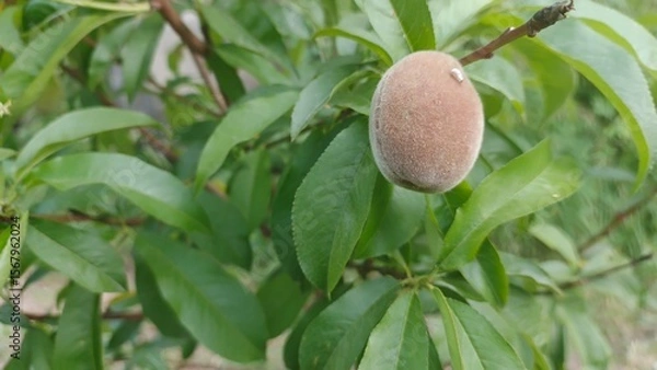 Fototapeta Single Peach on Branch, Lush Green Foliage, Summer Orchard, Natural Light, Soft Focus.