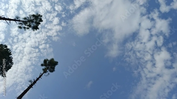 Fototapeta Serene Blue Sky with Silhouetted Pine Trees, Low Angle View, Peaceful Mood
