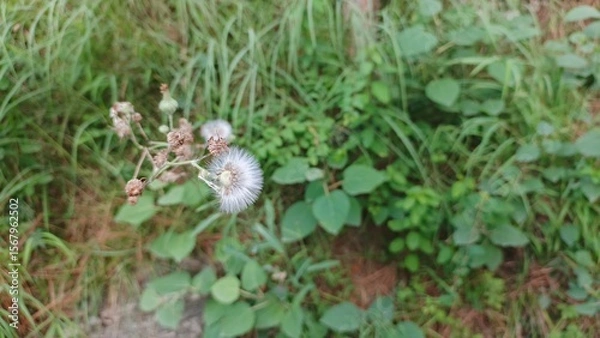 Fototapeta Serene White Seedhead in Lush Green Meadow; Peaceful Nature Stock Photo