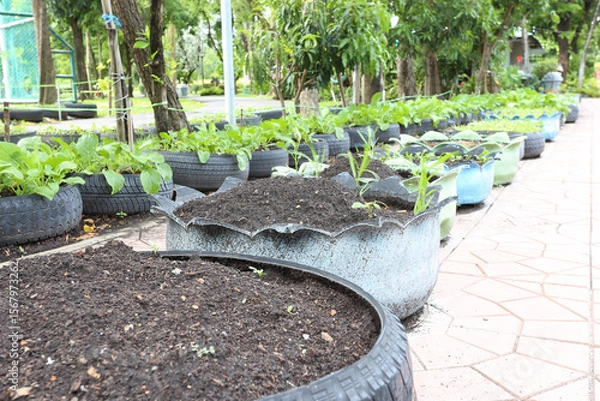 Obraz Using used tires to grow vegetables in public park,Organic vegetable