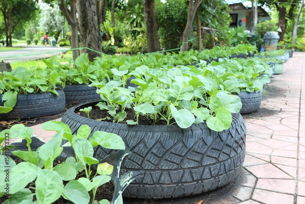 Obraz Using used tires to grow vegetables in public park,Organic vegetable