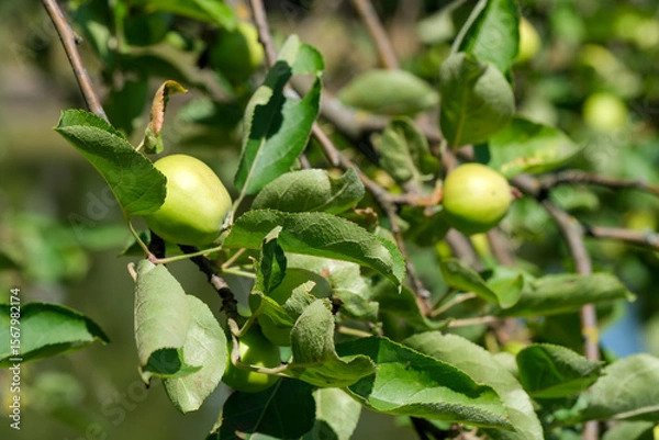 Fototapeta Fresh green apples growing on branches in a sunny orchard
