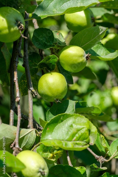 Fototapeta Green apples ripening on branches in a sunlit orchard