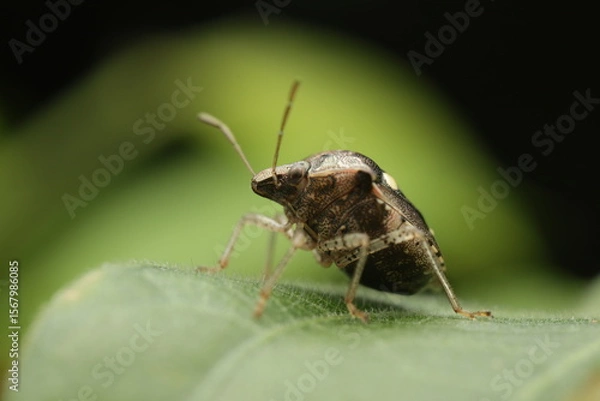 Fototapeta A close-up macro photograph of a Brown Marmorated Stink Bug (Halyomorpha halys) perched on a green leaf. This species belongs to the family Pentatomidae and is native to Asia.