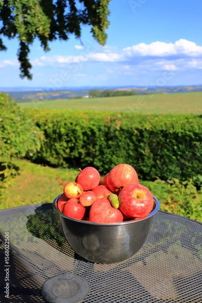 Fototapeta Bowl of ripe red apples on a table in the garden