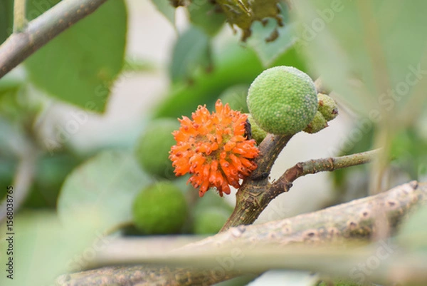Fototapeta orange fruit of Common Paper Mulberry, The red rambutan is on the rambutan tree, Paper mulberry tree