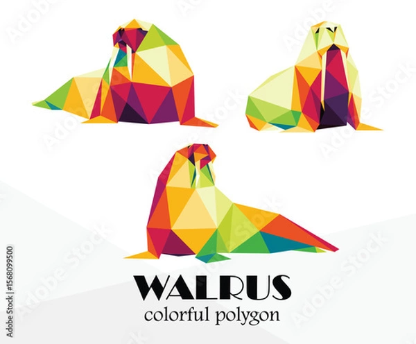 Fototapeta Colorful Polygonal low Poly set of walrus animal. Colorful Walrus Abstract vector collection. Colorful illustration vector of walrus for kids animal book.