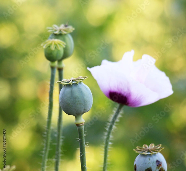 Fototapeta In the garden grows a poppy with green heads