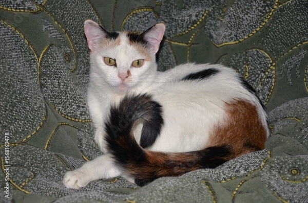 Fototapeta Portrait of tricolor cat  white fur with red and black spots resting on a sofa. Home pet cat portrait.