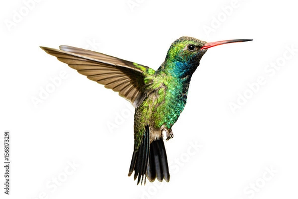 Obraz Broad-Billed Hummingbird (Cynanthus latirostris) Photo, in Flight Flashing His Colors, on a Transparent Isolated PNG Background