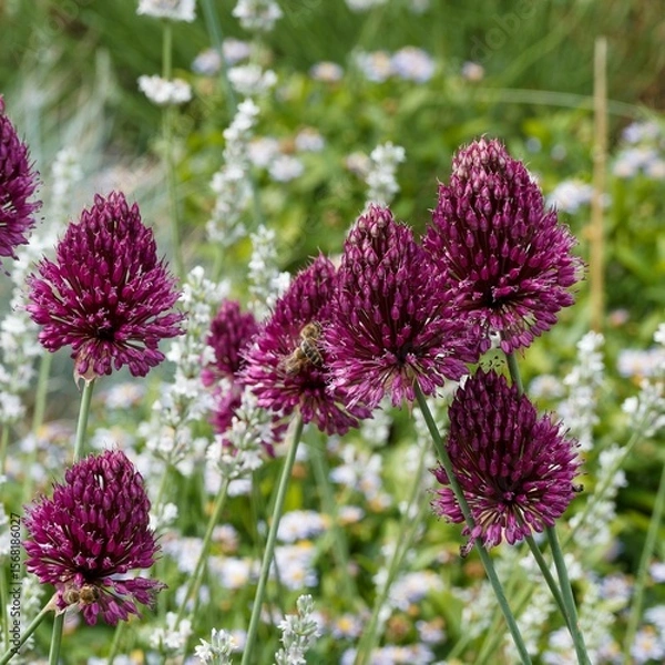 Fototapeta Allium sphaerocephalon ou Ail à tête ronde à floraison mellifère de petites fleurs en pompons recouvertes de membranes pourpre foncé au sommet de tiges dressés dépourvues de feuilles
