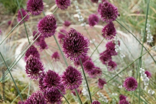 Fototapeta (Allium sphaerocephalon) Ail à tête ronde ou ail d'ornement à inflorescences coniques groupées de petites fleurs entourées de spathes rouge bordeaux au sommet de tiges vertes, fines et creuses 