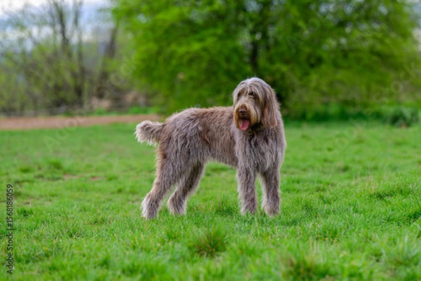 Fototapeta 2025-04-06 A SHAGGY COATED DOG WITH ITS MOUTH OPEN STANDING IN A NICE GREEN FIELD  LOOKIN GOVER ITS SHOULDER AT THE OFF LEASH DOG ARE AT MARYMOOR PARK IN REDMOND WASHINGTON