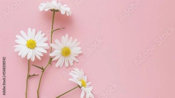 Obraz Minimalist White Daisy Chamomile on Pale Pink Background: Petal Contrast, Soft Aesthetic, and Floral Design Harmony