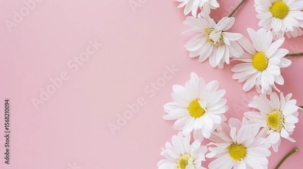 Obraz Minimalist White Daisy Chamomile on Pale Pink Background: Petal Contrast, Soft Aesthetic, and Floral Design Harmony