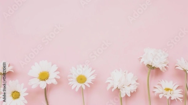 Obraz Minimalist White Daisy Chamomile on Pale Pink Background: Petal Contrast, Soft Aesthetic, and Floral Design Harmony