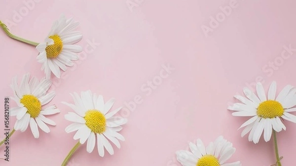 Obraz Minimalist White Daisy Chamomile on Pale Pink Background: Petal Contrast, Soft Aesthetic, and Floral Design Harmony