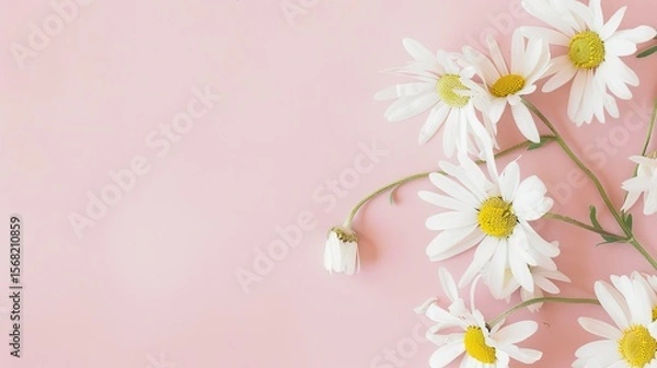 Obraz Minimalist White Daisy Chamomile on Pale Pink Background: Petal Contrast, Soft Aesthetic, and Floral Design Harmony