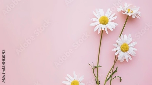 Obraz Minimalist White Daisy Chamomile on Pale Pink Background: Petal Contrast, Soft Aesthetic, and Floral Design Harmony