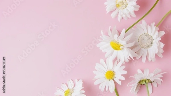 Obraz Minimalist White Daisy Chamomile on Pale Pink Background: Petal Contrast, Soft Aesthetic, and Floral Design Harmony