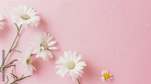 Obraz Minimalist White Daisy Chamomile on Pale Pink Background: Petal Contrast, Soft Aesthetic, and Floral Design Harmony