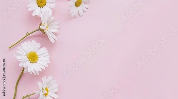 Obraz Minimalist White Daisy Chamomile on Pale Pink Background: Petal Contrast, Soft Aesthetic, and Floral Design Harmony