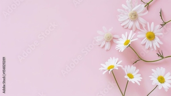 Obraz Minimalist White Daisy Chamomile on Pale Pink Background: Petal Contrast, Soft Aesthetic, and Floral Design Harmony