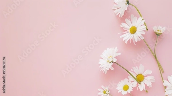 Obraz Minimalist White Daisy Chamomile on Pale Pink Background: Petal Contrast, Soft Aesthetic, and Floral Design Harmony