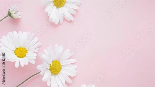 Obraz Minimalist White Daisy Chamomile on Pale Pink Background: Petal Contrast, Soft Aesthetic, and Floral Design Harmony