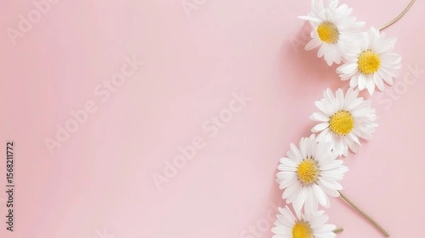 Obraz Minimalist White Daisy Chamomile on Pale Pink Background: Petal Contrast, Soft Aesthetic, and Floral Design Harmony