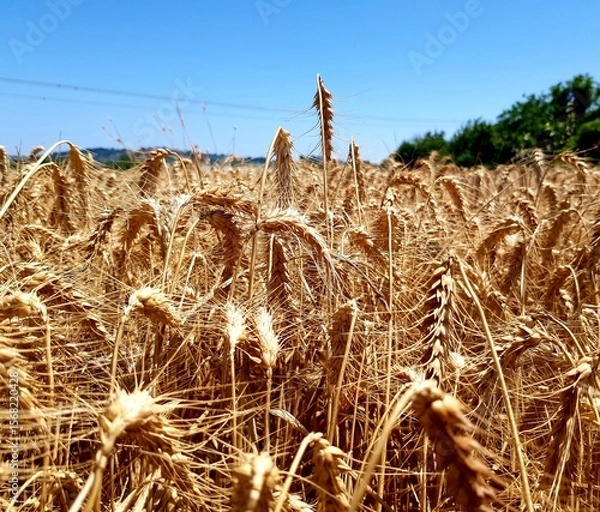 Fototapeta golden ears of wheat on a background of blue sky in summer