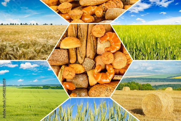 Fototapeta Collage with different types bread and agricultural fields with young and ripe wheat.