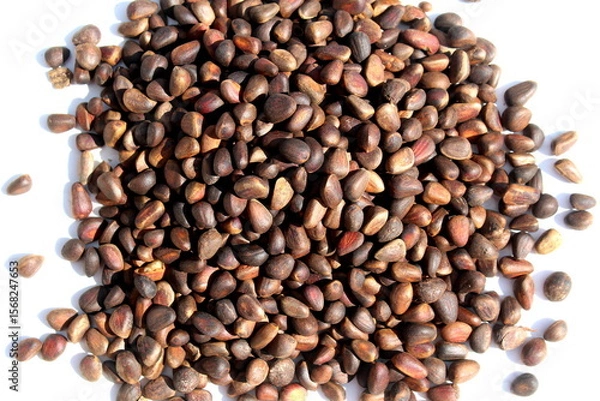 Fototapeta There is a pile of unpeeled pine nuts on a white background.