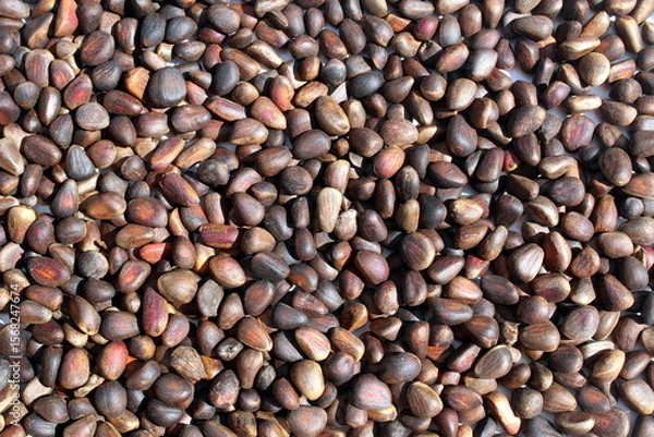Fototapeta Cedar nut texture lying on the surface.
