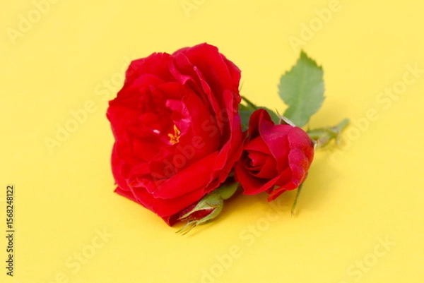 Fototapeta  Several buds of red wild rose lie on a yellow background.