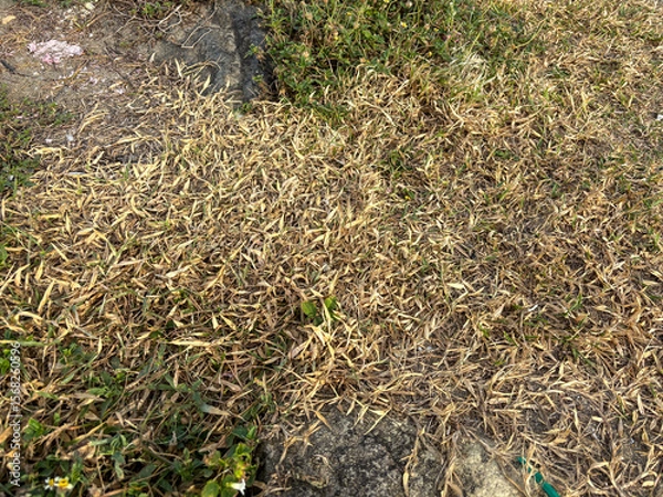 Fototapeta Patch of Dry Grass and Greenery