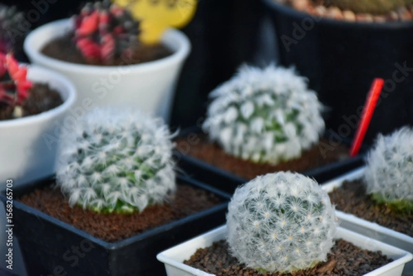Fototapeta Variety of green cactus plants in pots. Cactus farming as a hobby concept. Small cactus collection succulent plant in mini pots, selective focus. Mini cactus in pot concept