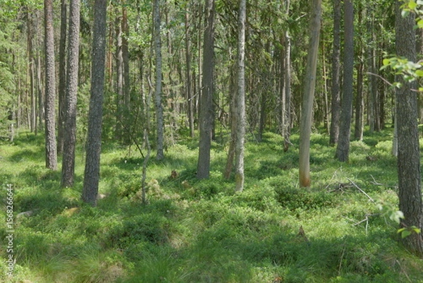 Fototapeta trees in the forest