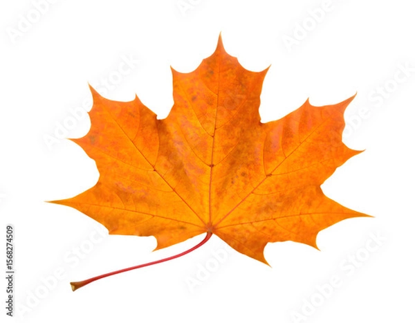 Fototapeta orange autumn leaf isolated on transparent background Generative Ai.
