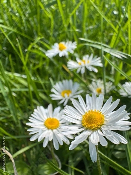 Fototapeta stokrotki